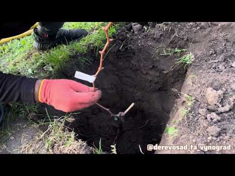 Видео: Посадка винограду восени @derevosad_ta_vynograd #виноград #посадка #2025 #сад #garden #виноградник 
