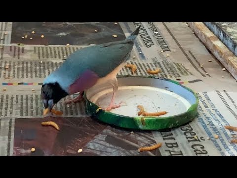 Видео: 21 января 2025 г.