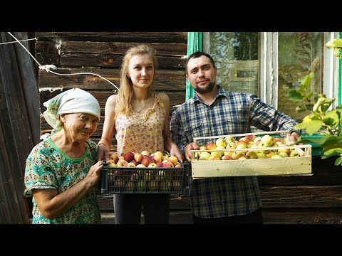 Видео: КУПИЛ 2 ДОМА В ДЕРЕВНЕ | ПОМОГЛИ БАБУШКЕ СОБРАТЬ ЯБЛОКИ | ДЕРЕВЕНСКАЯ ЯРМАРКА