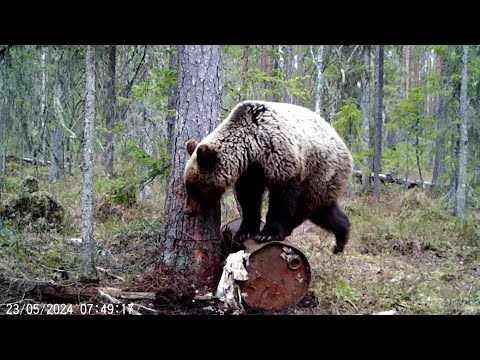 Видео: МОЛОДОЙ МЕДВЕДЬ ТАНЦУЕТ НА БОЧКЕ ОТ РАДОСТИ! Новые кадры с фотоловушки BG-310.