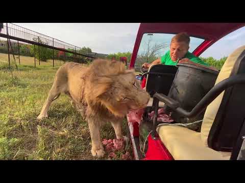 Видео: Как лев Султан устроил себе кормушку прямо в машине ! Russian Lion man !