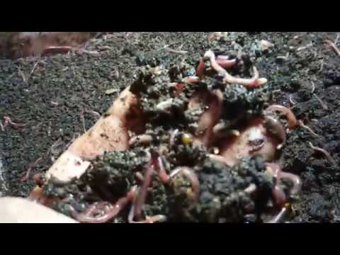 Видео: Тайна Черного Принца