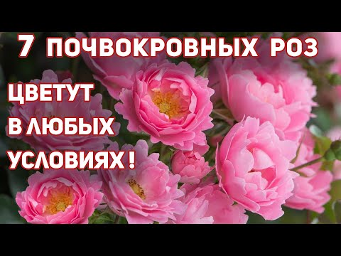 Видео: Моя коллекция почвокровных роз. Невероятное количество бутонов на каждом побеге.