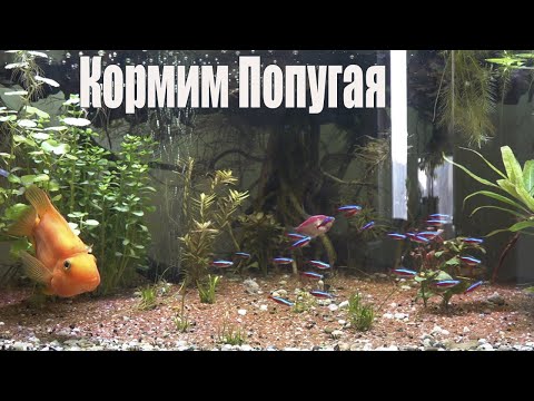 Видео: Кормим Рыбу Попугая