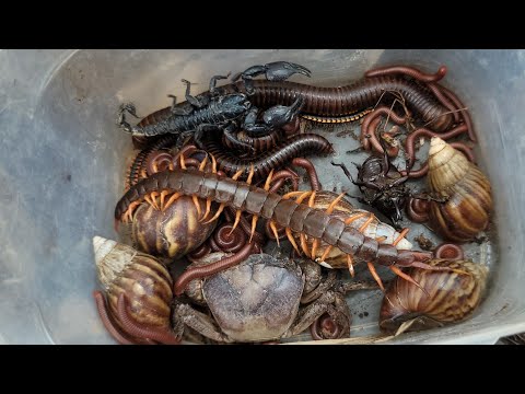Видео: Лучшие наземные животные: ловля ядовитых скорпионов, жуков, крабов, многоножек, сороконожек и улиток