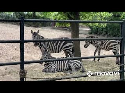 Видео: ZOO Praha🦧Зоопарк в Праге🦍МИЛЫЕ ЖИВОТНЫЕ #зоопарк #zoopraha#animals