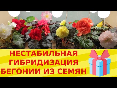 Видео: НЕМАХРОВЫЕ ЦВЕТЫ У СЕМЕННОЙ БЕГОНИИ. ПОЧЕМУ?