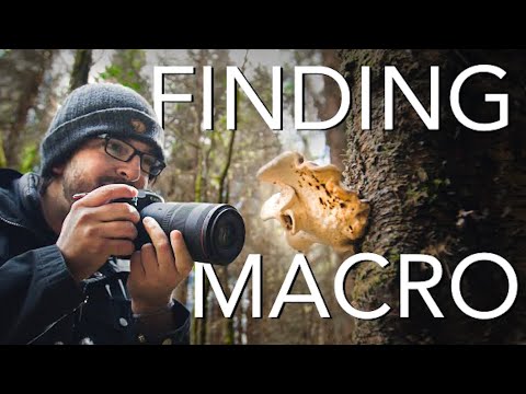Видео: Поиск макрофотографий в лесу