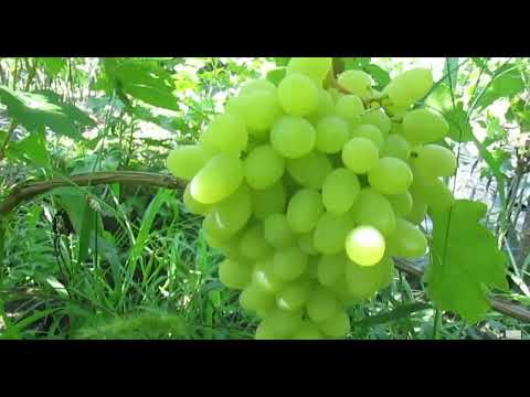 Видео: Вторая десятка стабильных сортов винограда