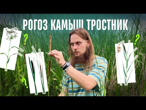 Видео: Рогоз Камыш Тростник как отличить? Прибрежно-водные растения.