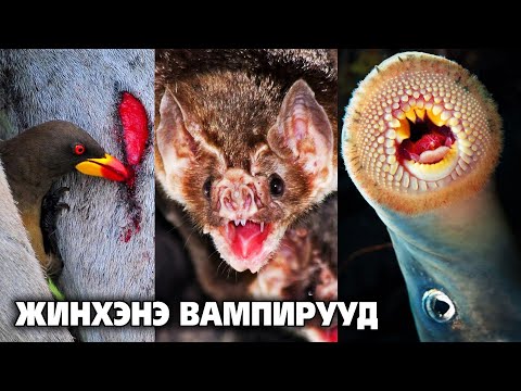 Видео: БОДИТ АМЬДРАЛ ДЭЭРХ “ЦУС СОРОГЧ” АМЬТАД 🩸