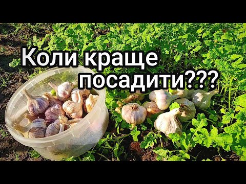 Видео: Коли садити часник на зиму /// Як визначити найкращий час посадки