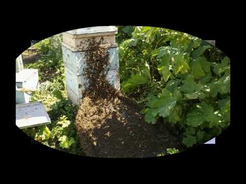 Видео: вопросы и ответы по роевому состоянию,  и роению пчел  - часть 1