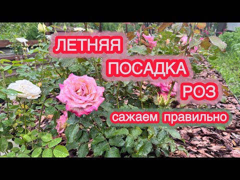 Видео: НЕ ДОПУСКАЙТЕ ЭТИХ ОШИБОК, иначе саженцы погибнут! Такое качество саженцев продаёт русроза.