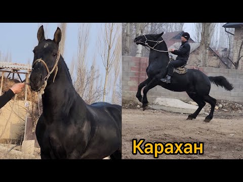 Видео: Карахан жазга 3-жаш чыгат Оспурум кучтуу жылкы Тел:+996225249191.