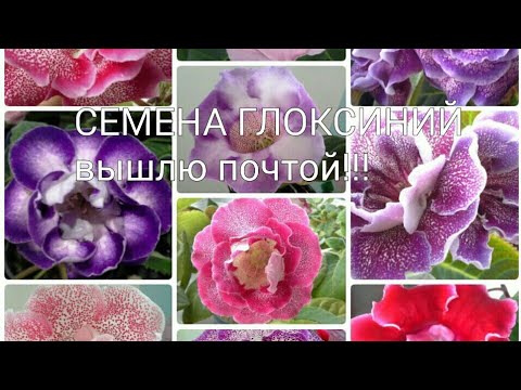 Видео: Пересадка глоксиний в свежий грунт.