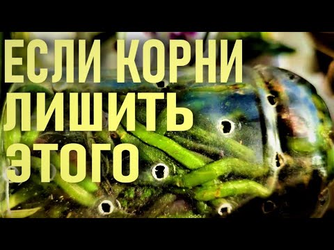 Видео: ЧТО БУДЕТ, ЕСЛИ ЛИШИТЬ КОРНИ ОРХИДЕЙ ЭТОГО?!? КОРНИ ОРХИДЕИ И ИХ РОЛЬ В ФОТОСИНТЕЗЕ И ГАЗООБМЕНЕ!