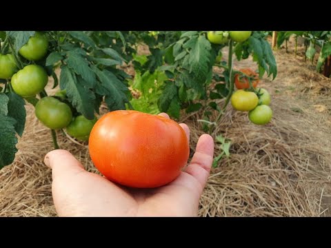 Видео: Первый томат 2022.  Обзор теплицы 21 июня