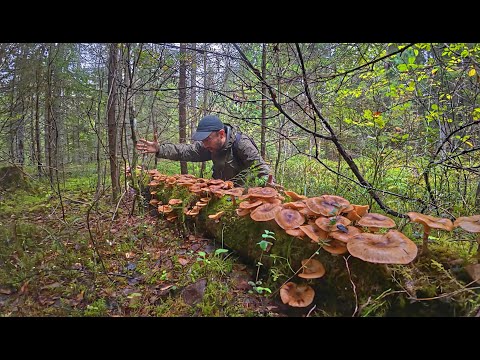 Видео: ЭТО ШОК! НАШЕЛ НАСТОЯЩИЙ КЛОНДАЙК ИЗ ГРИБОВ В ЕЛОВОМ ЛЕСУ | НАПОЛНИЛ ТАРУ ЗА 5 МИНУТ | ГРИБЫ 2025