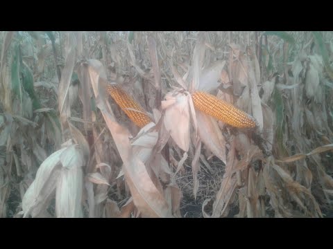 Видео: Кукуруза Сингента Феномен