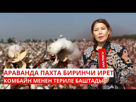 Видео: АРАВАНДА ПАХТА БИРИНЧИ ИРЕТ КОМБАЙН МЕНЕН ТЕРИЛЕ БАШТАДЫ