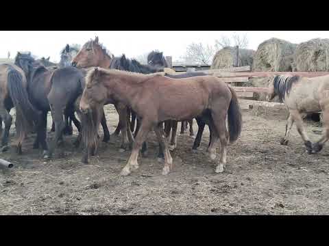 Видео: Ғасыр Мұғалжар Айғыр үйірге түсті #айғыр #байтал #жабағы#бие #horse #байге