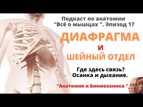 Видео: Диафрагма и шейный отдел. Дыхание и осанка.
