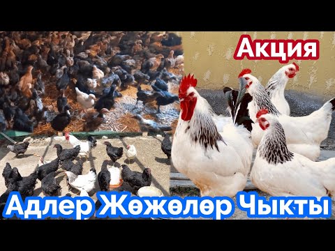 Видео: Адлер жумуртка жөжө-Заказ кылса Болот Байланыш үчүн 0775130889 2023 г.