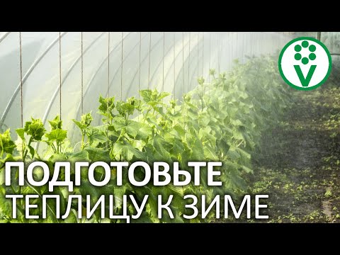Видео: СДЕЛАЙТЕ ЭТО В ТЕПЛИЦЕ ПОСЛЕ СБОРА УРОЖАЯ! Все мероприятия в теплице осенью