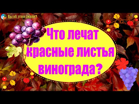 Видео: Что лечат красные листья винограда?