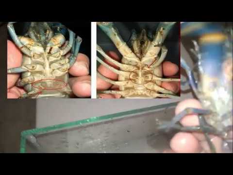 Видео: Разведение австралийских раков. Что нужно знать о раках.