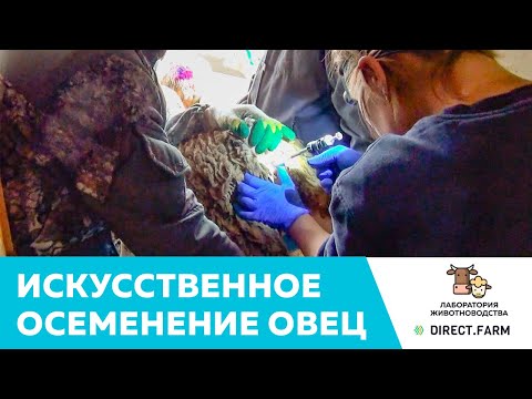 Видео: Технология искусственного осеменения овец породы лакон свежим семенем