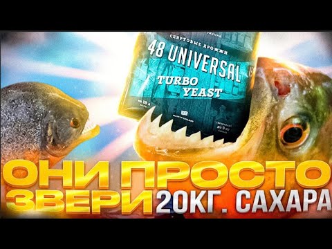 Видео: Сахарная брага 20 кг за 4 дня на дрожжах брагман 48 Bragman Universal 48 они просто звери 🐟🐠🐡