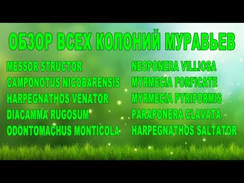 Видео: Обзор всех колоний муравьев
