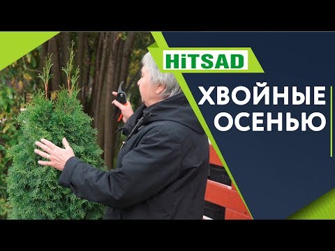 Видео: Уход За Туями и Можжевельниками Осенью 🌲 Если туя Желтеет 🌲  Советы От Хитсад ТВ