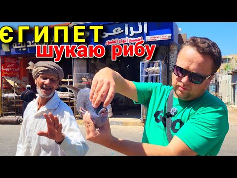 Видео: Пошуки дешевих креветок.Секретний рибний магазин в Хургаді.
