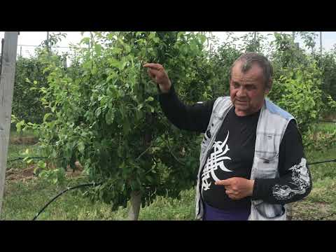Видео: Особенности карликового интенсивного грушевого сада.