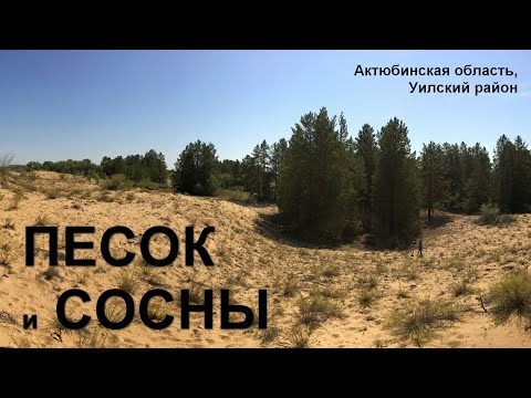 Видео: Песок и сосны. Казахстан, Актюбинская область, Уилский район