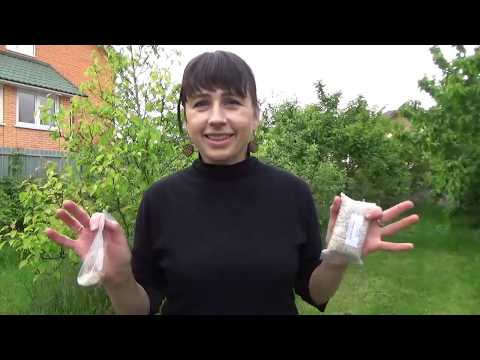 Видео: Вирощуємо опеньки вдома