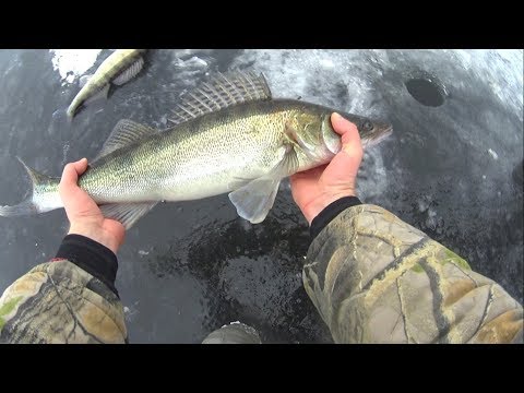 Видео: УХ!!!КАКИЕ ЖЕ ТУТ ЛОВЯТСЯ КРАСАВЦЫ!ЗИМНЯЯ РЫБАЛКА 2020!СУДАК ПО ТОНКОМУ ЛЬДУ