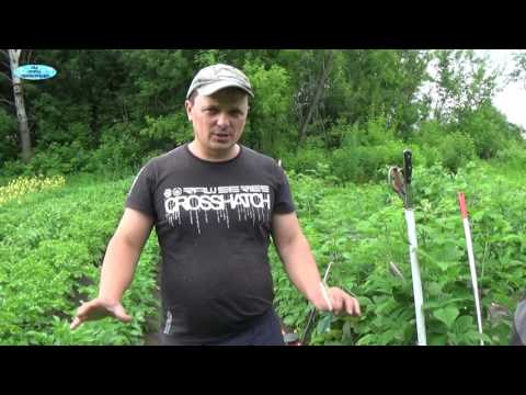 Видео: КАРТОФЕЛЬ. ПОЧЕМУ ОПЯТЬ ПОЯВИЛСЯ КОЛОРАДСКИЙ ЖУК?