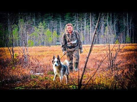 Видео: Фильм про охоту в тайге Соболь 3, фартовый сезон 6 серия.