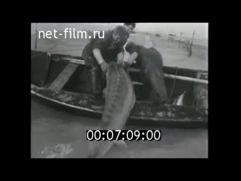 Видео: Лов огромных Белуг и Калуг в СССР. Лов белуги, севрюги, осетра на Волге, Дону. Лов калуги на Амуре