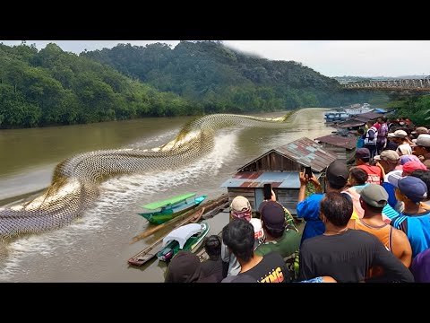 Видео: Самая Большая Змея в Мире, Заснятая на Камеру