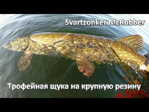 Видео: Трофейная щука на крупную резину Svartzonker McRubber