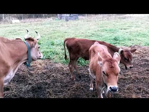 Видео: НА БЕЛОЙ КОЗЕ ВАРЯТ ЗЕЛЕНОЕ МЫЛО🍃🌻🍀🍃