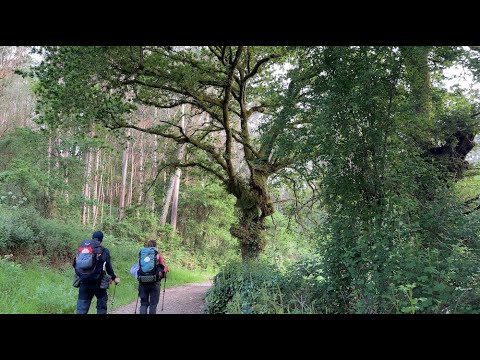 Видео: 9. Камино-де-Сантьяго - португальский путь Camino Portugués de la Costa