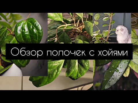 Видео: Обзор полочки с хойями. Ноябрь 2025