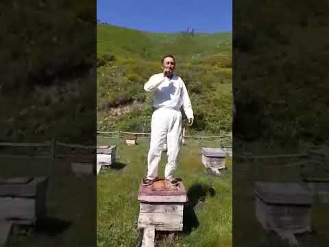 Видео: ШКО Куршим аудан Ушбулак ауылы биздин пасикши агалар остип демалып турат