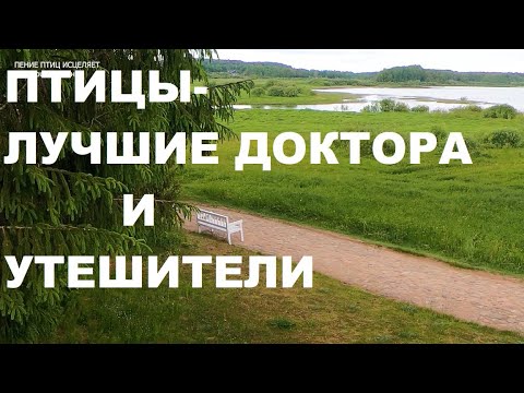 Видео: ПЕНИЕ СОЛОВЬЯ ИЗБАВЛЯЕТ ОТ УНЫНИЯ И ТРЕВОГИ.ДОВЕРЬТЕСЬ ПРИРОДЕ-ЭТО ЛУЧШИЙ ДОКТОР И УТЕШИТЕЛЬ.